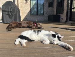 Lost Male Cat last seen Ferncliff road, Charlotte, NC 28211