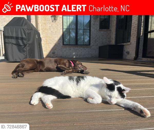 Lost Male Cat last seen Ferncliff road, Charlotte, NC 28211