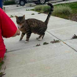 Found/Stray Female Cat last seen kb s (Cleveland), Madera, CA 93637