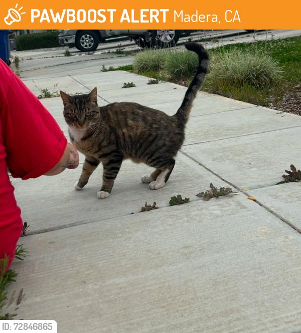 Found/Stray Female Cat last seen kb s (Cleveland), Madera, CA 93637