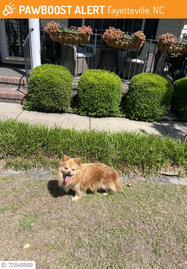 Found/Stray Unknown Dog last seen Beaver Run , Fayetteville, NC 28314