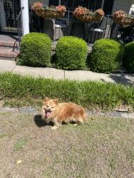 Found/Stray Unknown Dog last seen Beaver Run , Fayetteville, NC 28314