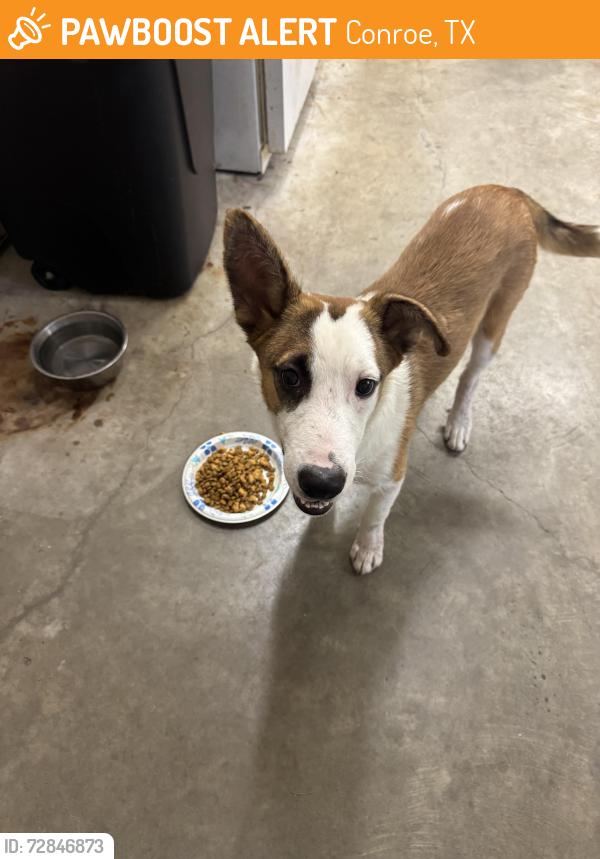 Found/Stray Male Dog last seen Highway 105 W & April Sound Entrance, Conroe, TX 77316