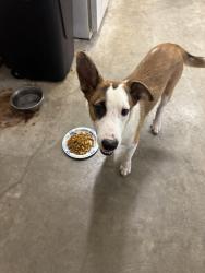 Found/Stray Male Dog last seen Highway 105 W & April Sound Entrance, Conroe, TX 77316