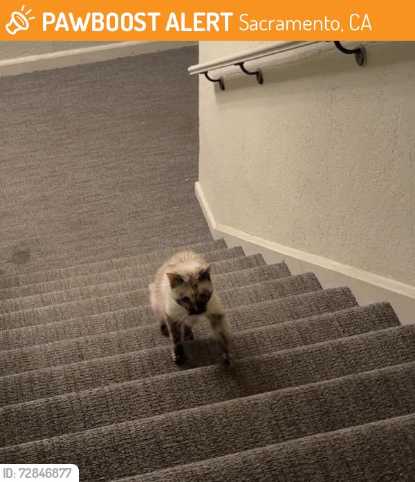 Found/Stray Unknown Cat last seen 10th and G st, Sacramento, CA 95814