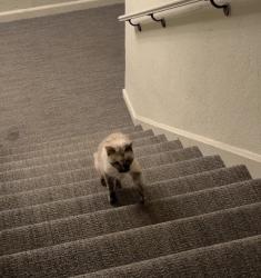 Found/Stray Unknown Cat last seen 10th and G st, Sacramento, CA 95814