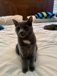 Reunited Male Cat last seen Birchwood Park behind Brick twp Highschool, Brick Township, NJ 08723