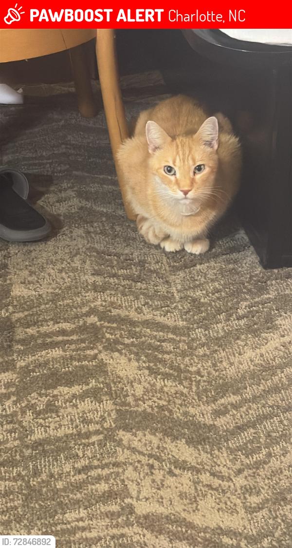 Lost Male Cat last seen Near tyvola dr, Charlotte, NC 28210