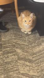 Lost Male Cat last seen Near tyvola dr, Charlotte, NC 28210