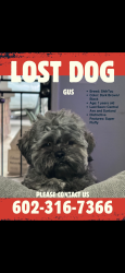 Lost Male Dog last seen S Central and Sunland ave , Phoenix, AZ 85041