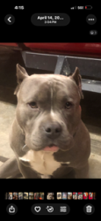 Lost Male Dog last seen Parker Road and 59 highway , Saint Joseph, MO 64504