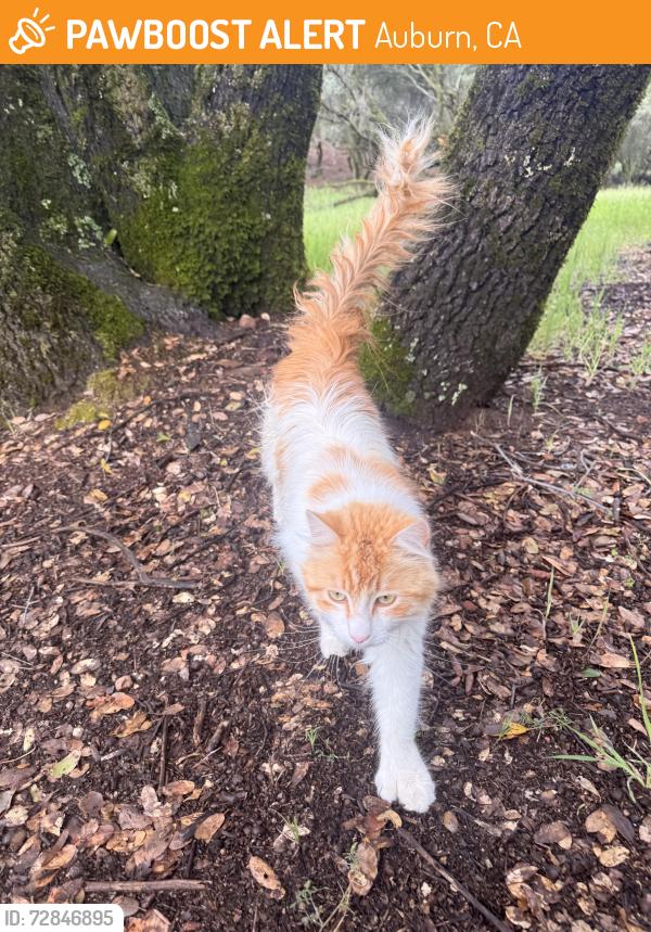 Found/Stray Unknown Cat last seen Christian Valley Rd, Auburn, CA 95602