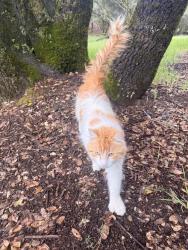 Found/Stray Unknown Cat last seen Christian Valley Rd, Auburn, CA 95602