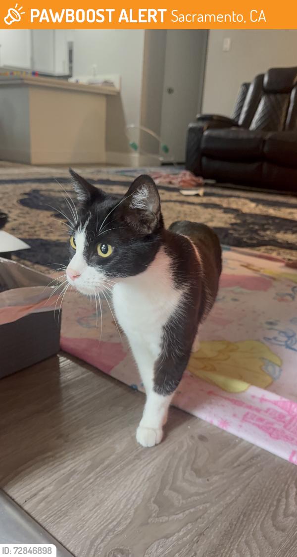 Found/Stray Unknown Cat last seen Cormorant way, royale rd, Sacramento, CA 95815