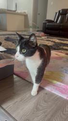 Found/Stray Unknown Cat last seen Cormorant way, royale rd, Sacramento, CA 95815