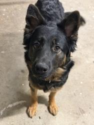 Found/Stray Female Dog last seen North of Lucia Falls Park, Yacolt, WA 98675
