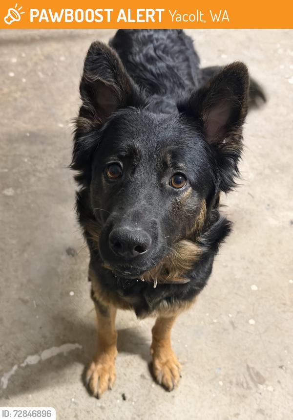Found/Stray Female Dog last seen North of Lucia Falls Park, Yacolt, WA 98675