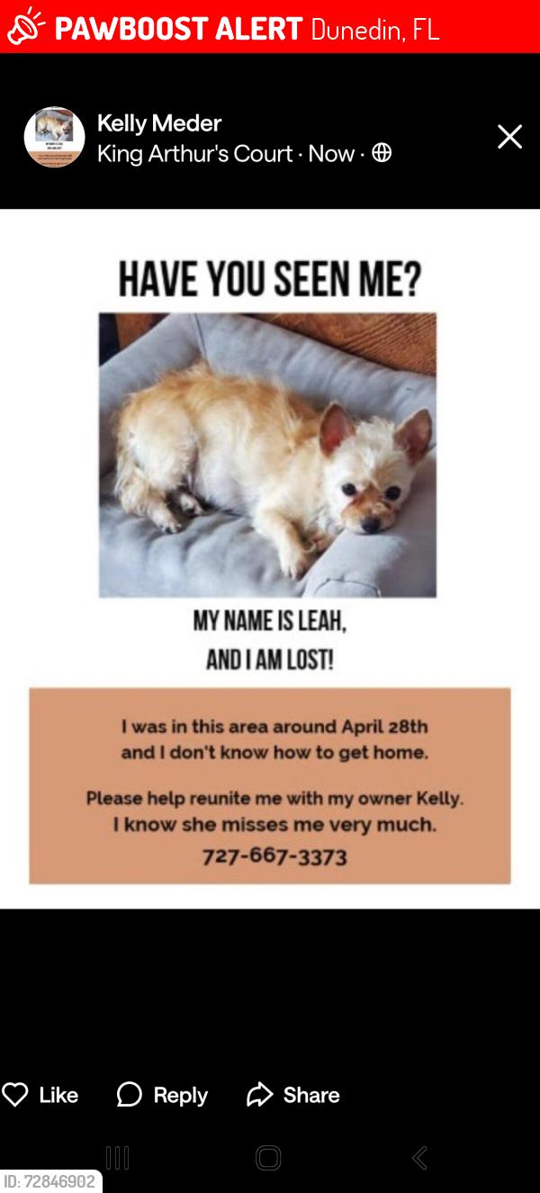 Lost Female Dog last seen King Arthur's Court Dunedin near Main Street, Dunedin, FL 34698