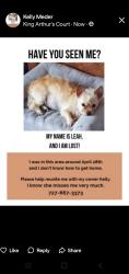 Lost Female Dog last seen King Arthur's Court Dunedin near Main Street, Dunedin, FL 34698