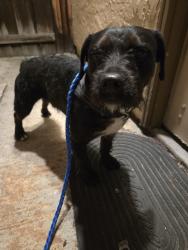Found/Stray Male Dog last seen Viceroy and Penitencia Creek, San Jose, CA 95127
