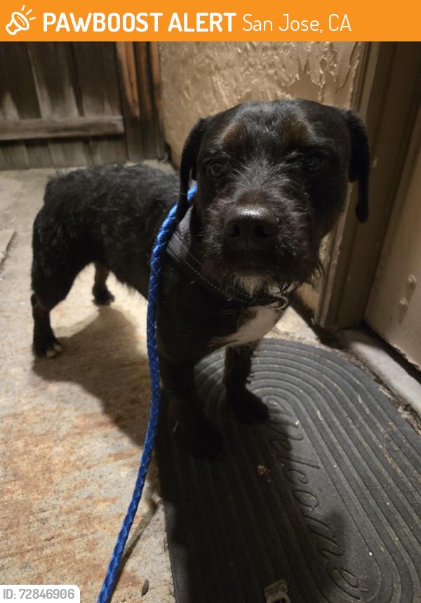 Found/Stray Male Dog last seen Viceroy and Penitencia Creek, San Jose, CA 95127