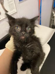 Shelter Stray Female Cat last seen Bexar County, New Braunfels, TX 78130