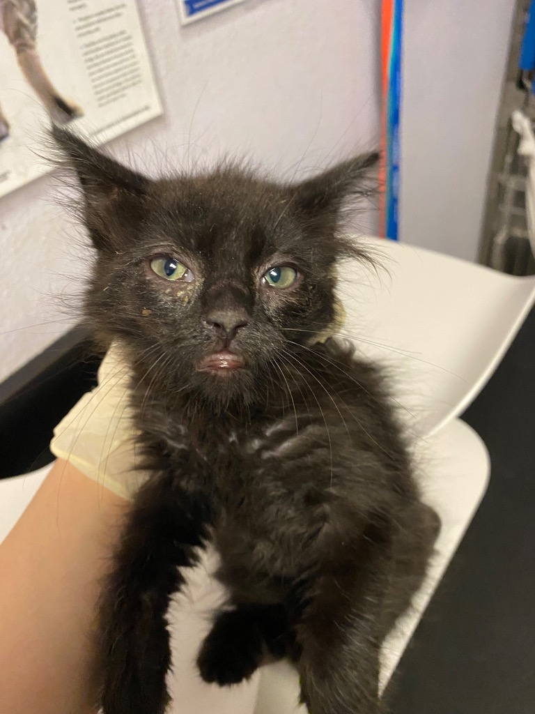 Shelter Stray Female Cat last seen Bexar County, New Braunfels, TX 78130