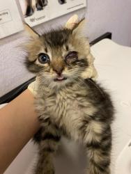 Shelter Stray Female Cat last seen Bexar County, New Braunfels, TX 78130