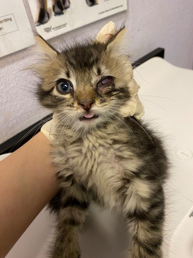 Shelter Stray Female Cat last seen Bexar County, New Braunfels, TX 78130