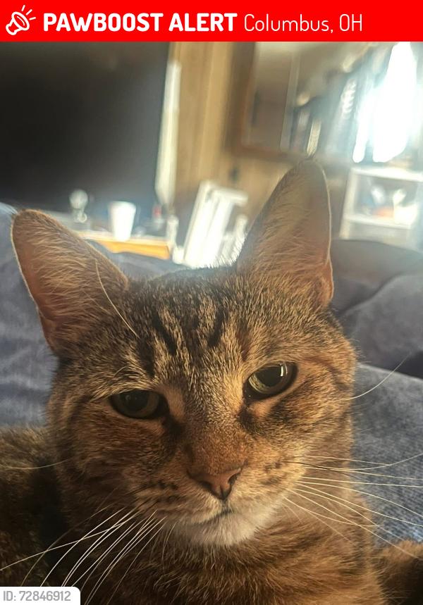 Lost Female Cat last seen Gilligans Dr. 43221 Columbus Ohio, Columbus, OH 43221