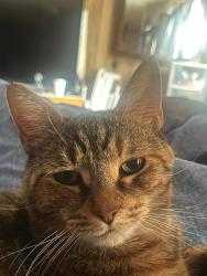 Lost Female Cat last seen Gilligans Dr. 43221 Columbus Ohio, Columbus, OH 43221