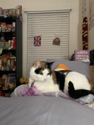 Lost Female Cat last seen Charter creek apmts, Ashland, VA 23005