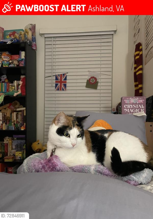 Lost Female Cat last seen Charter creek apmts, Ashland, VA 23005