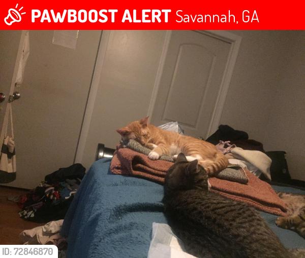 Lost Male Cat last seen Windsor Crossing, Savannah, GA 31419
