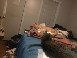 Lost Male Cat last seen Windsor Crossing, Savannah, GA 31419