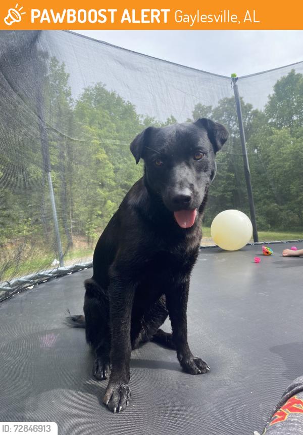 Found/Stray Male Dog last seen Hwy 35, Gaylesville, AL 35973