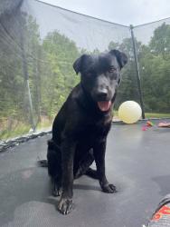 Found/Stray Male Dog last seen Hwy 35, Gaylesville, AL 35973