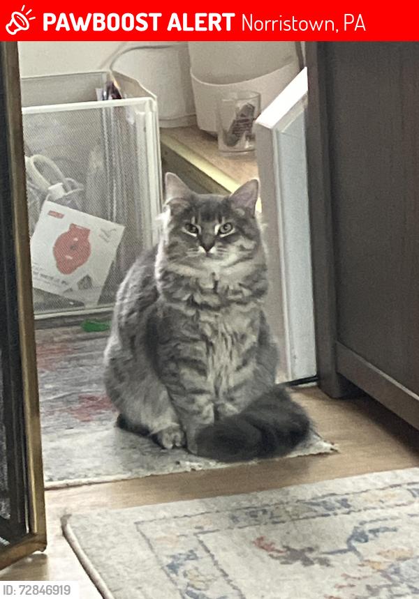 Lost Female Cat last seen S Valley Forge Rd, North Park Ave, Fairview Village, Norristown, PA 19403