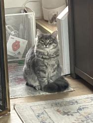 Lost Female Cat last seen S Valley Forge Rd, North Park Ave, Fairview Village, Norristown, PA 19403