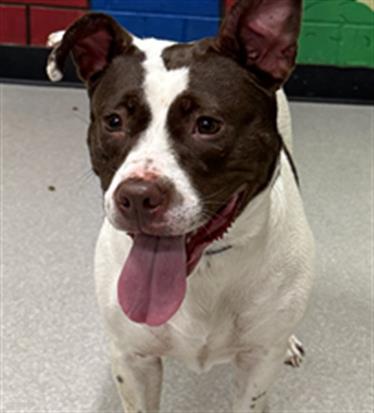 Shelter Stray Female Dog last seen Near , Indianapolis, IN 46221