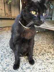Lost Male Cat last seen Melwood Dr/ Calderwood Ln, San Jose, CA 95118