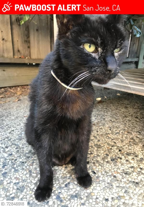 Lost Male Cat last seen Melwood Dr/ Calderwood Ln, San Jose, CA 95118