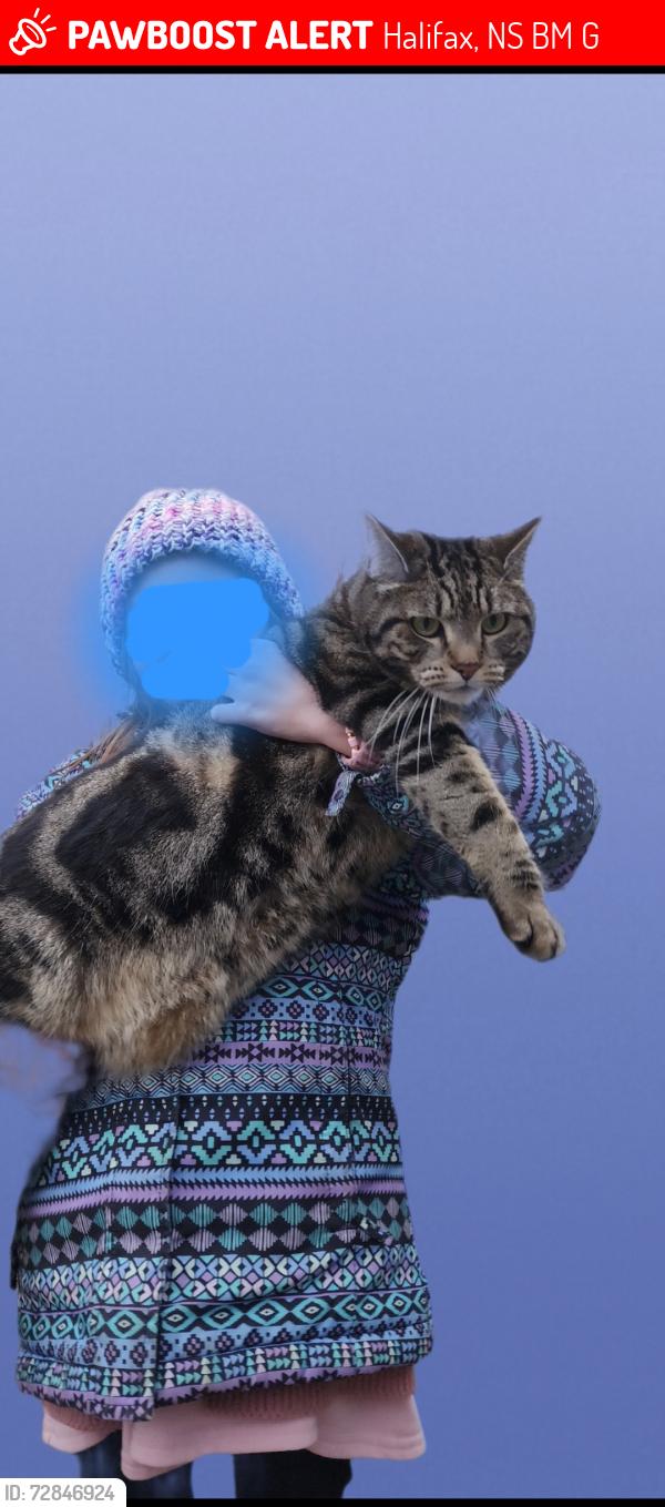 Lost Female Cat last seen Near Lodge Drive,  bedford, Halifax, NS B3M 2G5