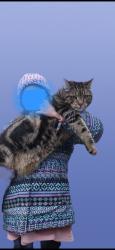 Lost Female Cat last seen Near Lodge Drive,  bedford, Halifax, NS B3M 2G5