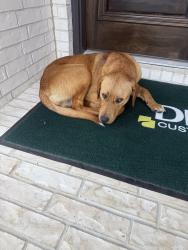 Found/Stray Male Dog last seen Wildrye community, Waller, TX 77484
