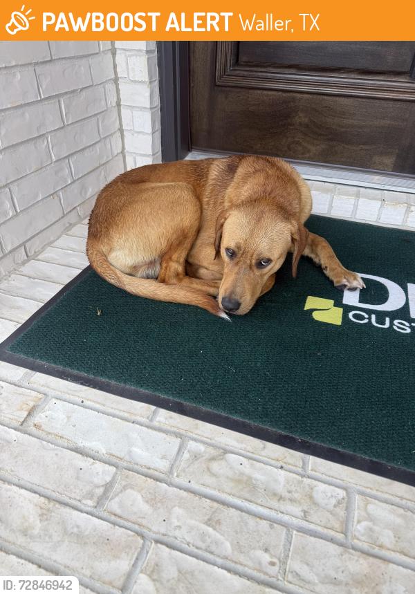 Found/Stray Male Dog last seen Wildrye community, Waller, TX 77484