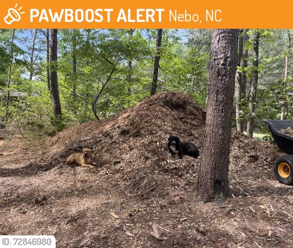 Found/Stray Male Dog last seen Lake James Rd, Nebo, NC 28761
