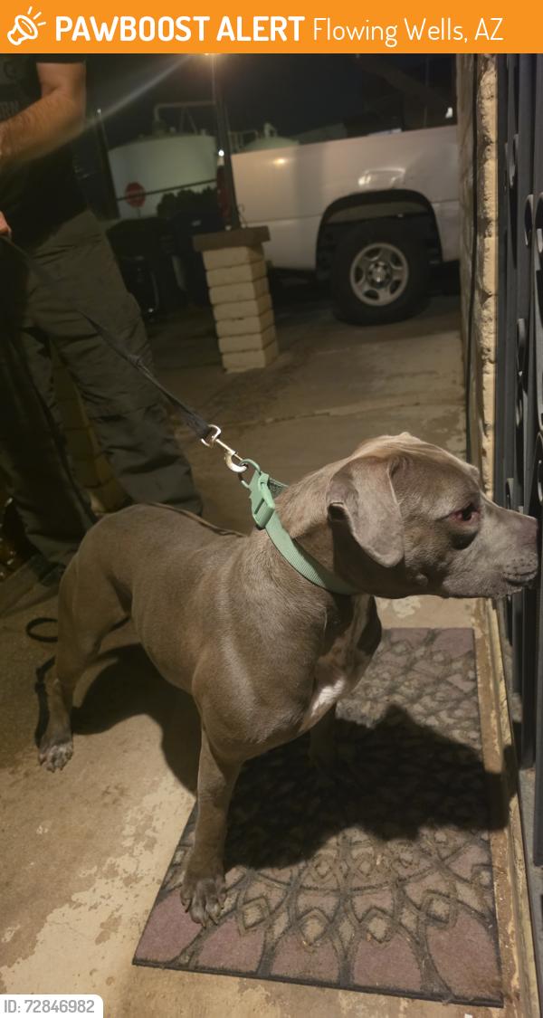 Found/Stray Female Dog last seen On flowing wells bridge., Flowing Wells, AZ 85705
