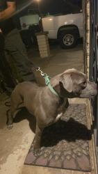 Found/Stray Female Dog last seen On flowing wells bridge., Flowing Wells, AZ 85705