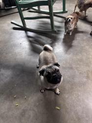 Reunited Male Dog last seen Near and Babcock , San Antonio, TX 78201